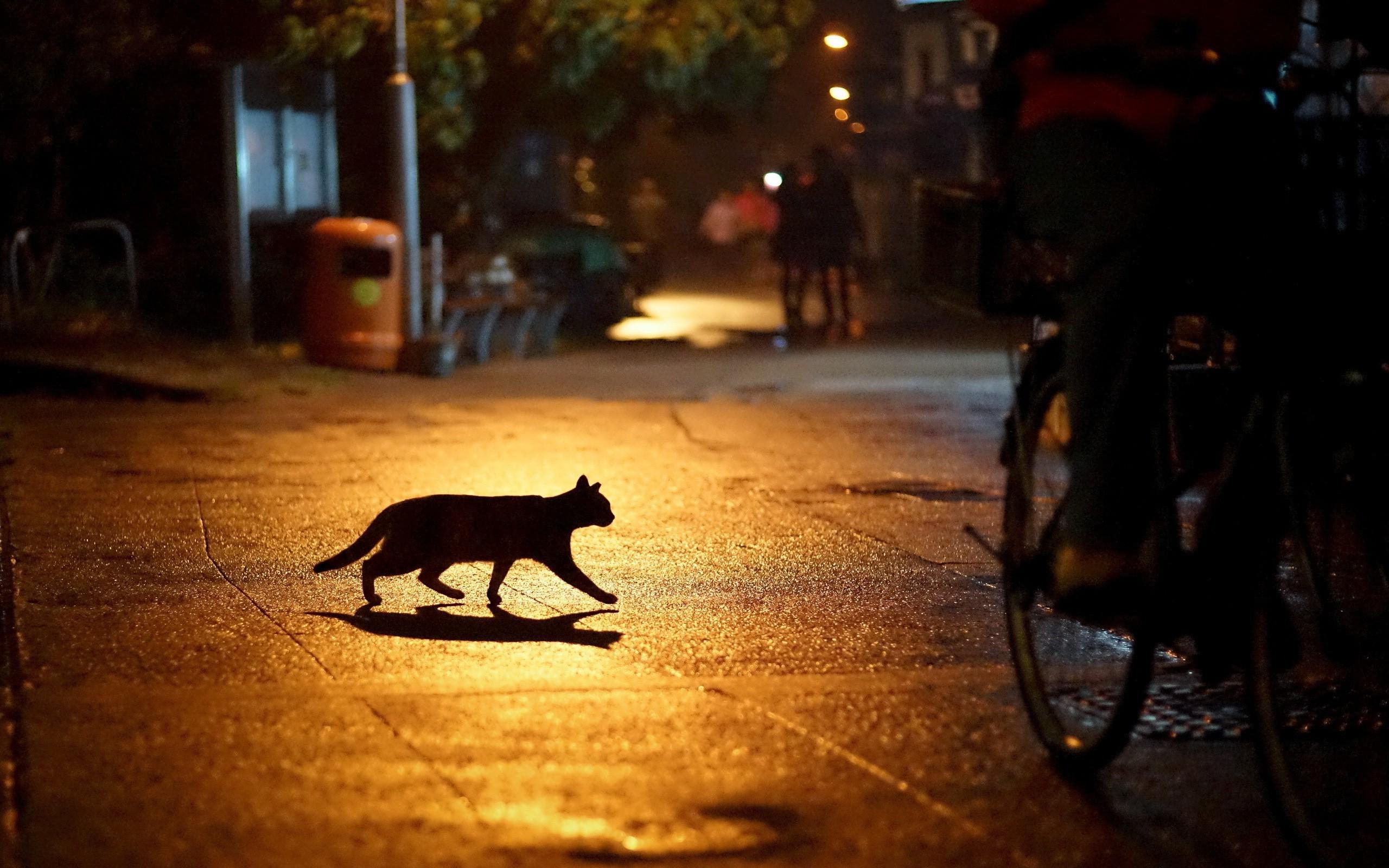 urban cat silhouette night Wallpapers HD Desktop and Mobile 