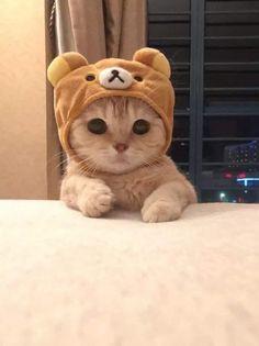 641 Best Cats In Hats images Cats Crazy cats Cat hat