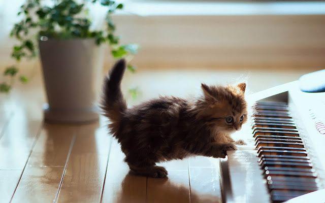 Cute little cat playing piano wallpaper HD Animals Wallpapers Cats Cute little kittens Cat playing