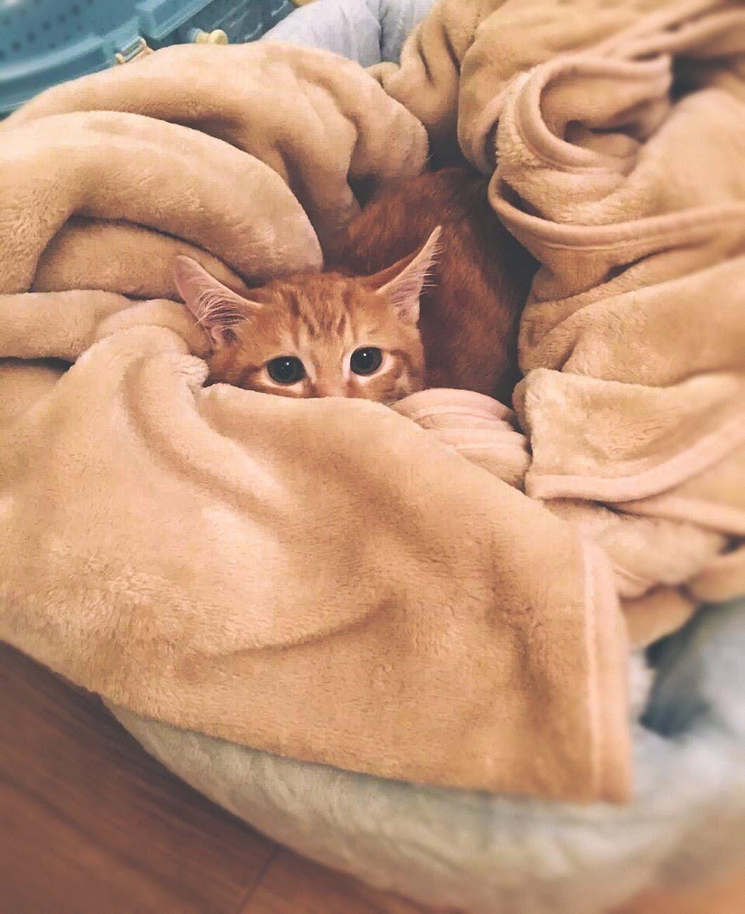 Young cat tucked in blanket cute cat blanket Cute animals 