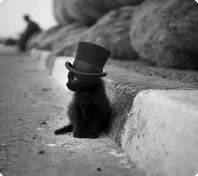 cute black kitten with top hat - black Cute hat Kitten top 