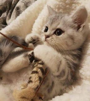 most affectionate cat breeds - adorable kitten picutres Kittens 
