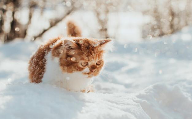 Fluffy ginger kitten walks in the snow on a winter morning 