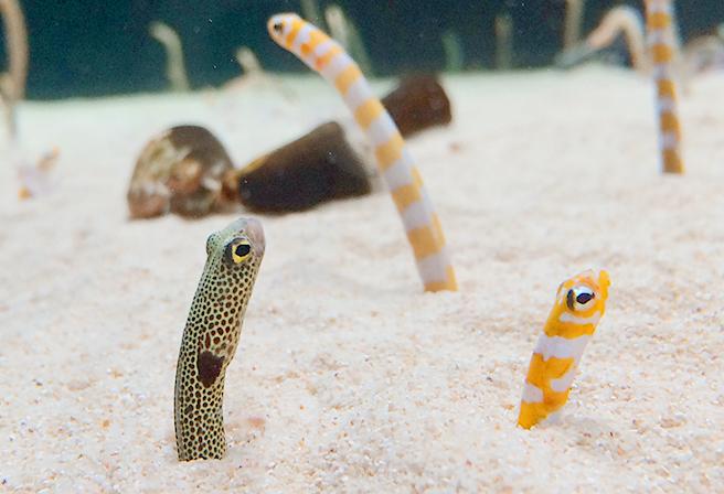 Meet the Ocean Floors Most Popular Creature the Garden Eel Features Okinawa Travel Info