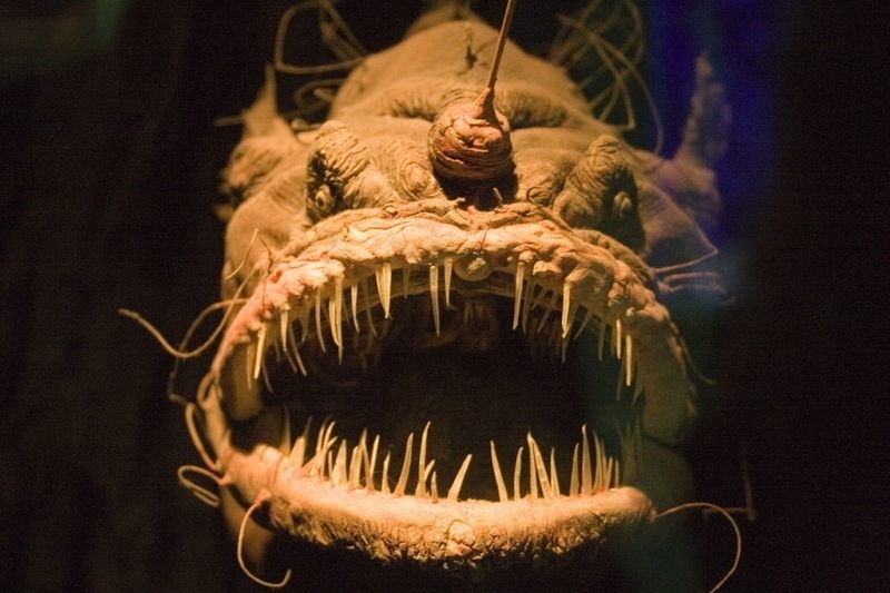 răng cá đèn lồng