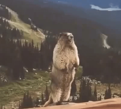 screaming marmot gifs