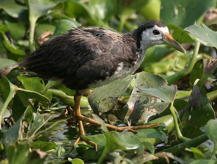 đỗ quyên