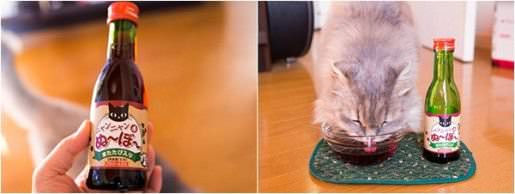 Mọi người không hiểu ra sao Trần Dương giải thích Rượu nho cho mèo là một phát minh của Nhật mèo uống say nhưng không bị tổn hại cơ thể